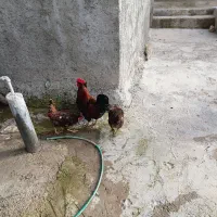 مرغ|حیوانات مزرعه|شباب, |دیوار