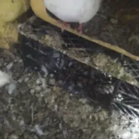 کبوتر|پرنده|رودخانه, |دیوار