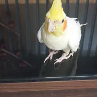 عروس هلندی دستی