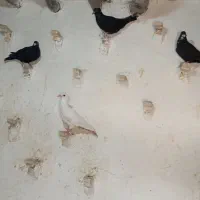 کفتر نر