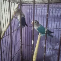 طوطی فروشی|پرنده|نرماشیر, |دیوار