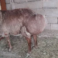 میش چینی ۴ زه