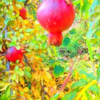 فروش باغ در فین بزرگ