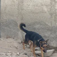 سگ ژرمن نگهبان