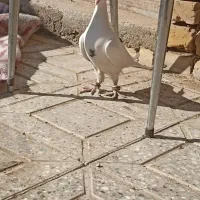 کفتر|پرنده|اشکذر, |دیوار