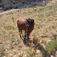 اسب|اسب و تجهیزات اسبسواری|ازنا, |دیوار