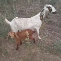 بز پاکستانی و یک راس میش