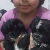 سگ میکس شیتزوتریروسوپرفلت