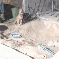 واگذاری سگ|سگ|مشهد, امیریه|دیوار