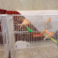 سلام 17عدد قناری درجه یک سالم بضمانت  فروشی|پرنده|تربت‌حیدریه, هاشمی‌نژاد|دیوار