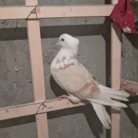 پشتی|پرنده|سبزوار, سجاد|دیوار