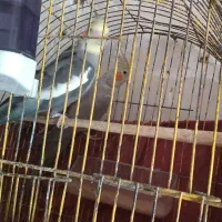 عروس هلندی نر و ماده|پرنده|کرباسک, |دیوار