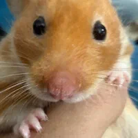 همستر تربیت شده