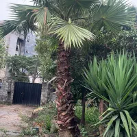 پالم واشنگتن تنه کلفت