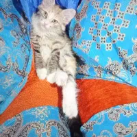 گربه پشمالو