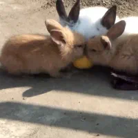 بچه خرگوش لوپ|موش و خرگوش|گرگان, |دیوار