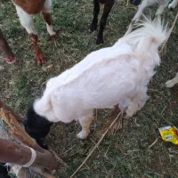 فروش گوسفند|حیوانات مزرعه|ایرانشهر, |دیوار