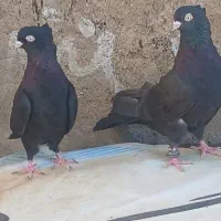 کبوتر زاغ اصل|پرنده|سامان, |دیوار