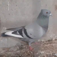 کبوتر|پرنده|خورموج, |دیوار