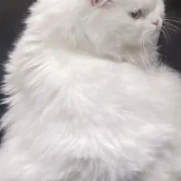 گربه پرشین|گربه|تبریز, |دیوار