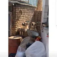 پژدر قدرجونی