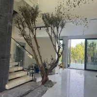 خانم  دستیار شخصی مدیر در امور پروژه ها