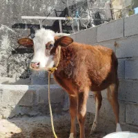 گوساله سیمینتال نر