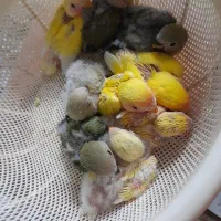 جوجه سرلاکی طوطی برزیلی