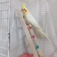 عروس هلندی نر