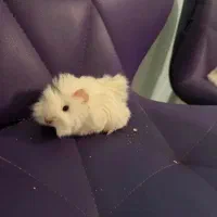 خوکچه فشن هندی