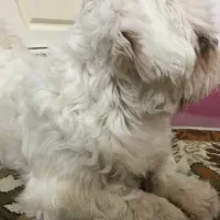 سگ شیتزو اصل