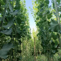 فروش نهال بدون واسطه|خدمات باغبانی و درختکاری|ایلام, |دیوار