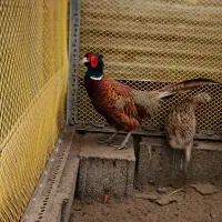 مرغ و خروس آمریکایی و اردک اسرائیلی