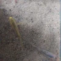 ماهی آکواریوم زینتی|ماهی|نظرآباد, نظرآباد|دیوار