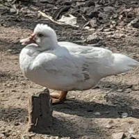 جوجه اردک اسراییلی