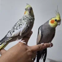 عروس هلندی|پرنده|شیراز, شاهچراغ|دیوار