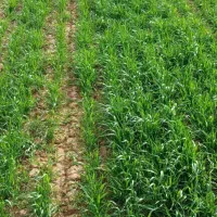 زمین زراعی دیم در استرود