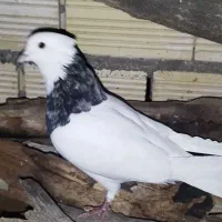 طوقی|پرنده|لردگان, |دیوار