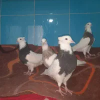 چهارتا کبوتر یکی ماده سه تا نر|پرنده|کنگاور, |دیوار