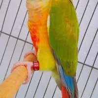 طوطی گرینچیک نر آماده به جفت/راهب/ملنگو/عروس/پرنده