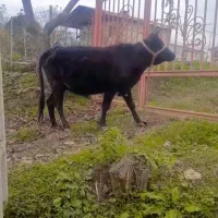 گاو شکم دار|حیوانات مزرعه|تالش, هشتپر|دیوار