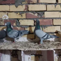 سبز وپولک کاکلی عطیقه