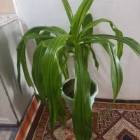 گل اشک مریم