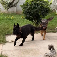 سگ ژرمن بلک|سگ|آستانه اشرفیه, |دیوار