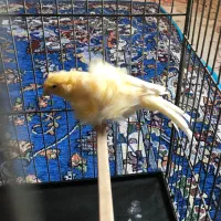 قناری ماده فری|پرنده|سبزوار, هویزه|دیوار