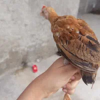 جوجه محلی چهار ماهه