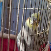 ۳ عروس هلندی ویک جفت مرغ عشق|پرنده|گلبهار, شهر جدید گلبهار|دیوار