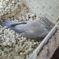 عروس هلندی جفت رو جوجه|پرنده|تهران, پرستار|دیوار