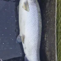 فروش ماهی قزل آلا 1تن به بالا