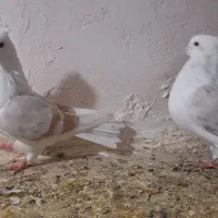 جفتگاهبضمانت همه چیز|پرنده|نیشابور, ده حلاج|دیوار